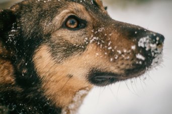 пес с грустным взглядом в приюте