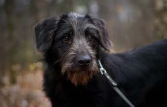 красивая черная собака взять бесплатно