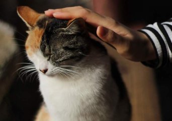 кошка или кот ищут передержку взять кошку или кота на домашнюю передержку