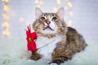 взять кота бориса из приюта кошка приют взять